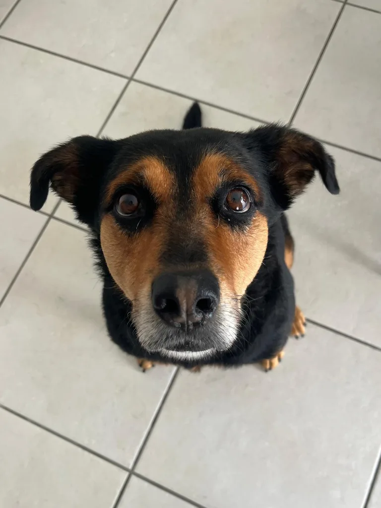Chien suivi en ostéopathie animale par Iris en Hérault