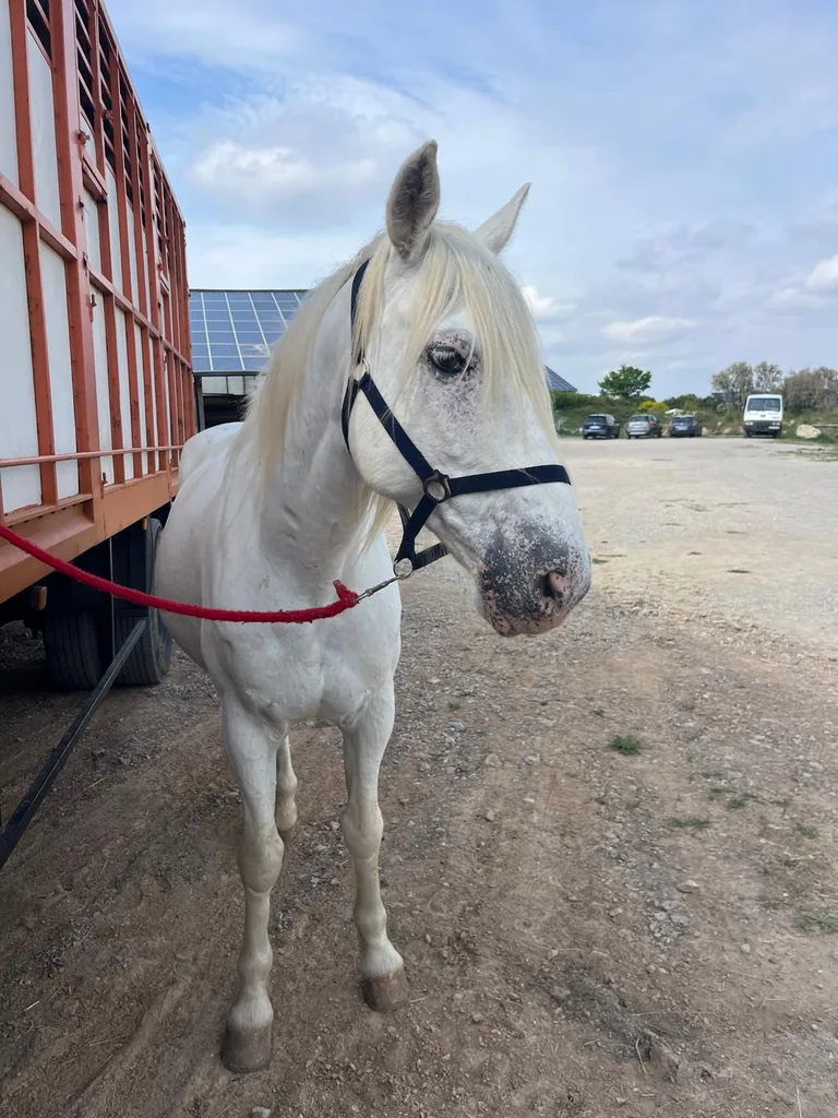 Chien suivi en ostéopathie animale par Iris en Hérault