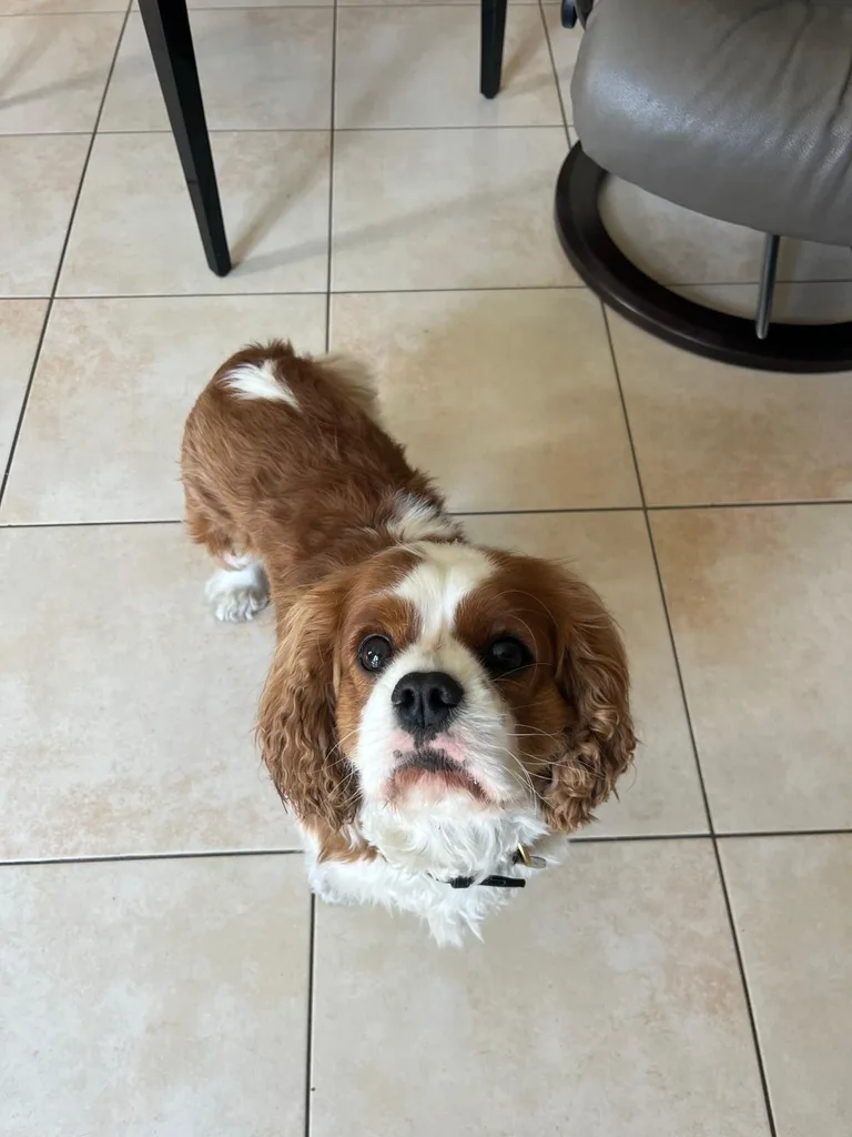 Chien suivi en ostéopathie animale par Iris en Hérault