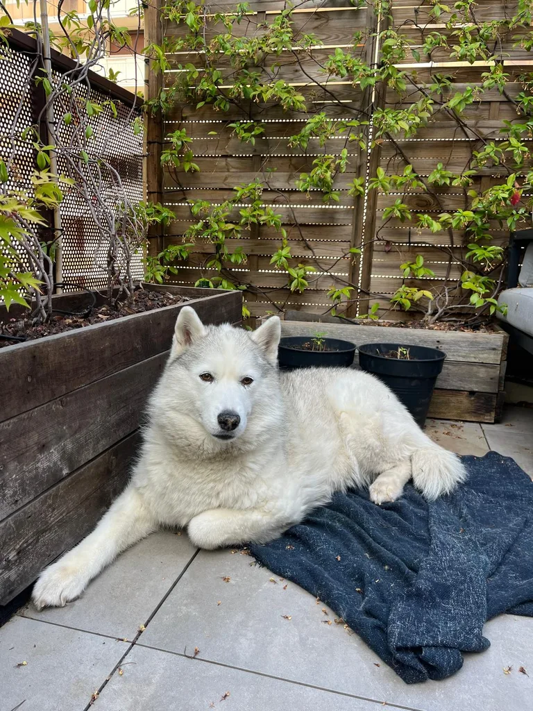 Chien suivi en ostéopathie animale par Iris en Hérault