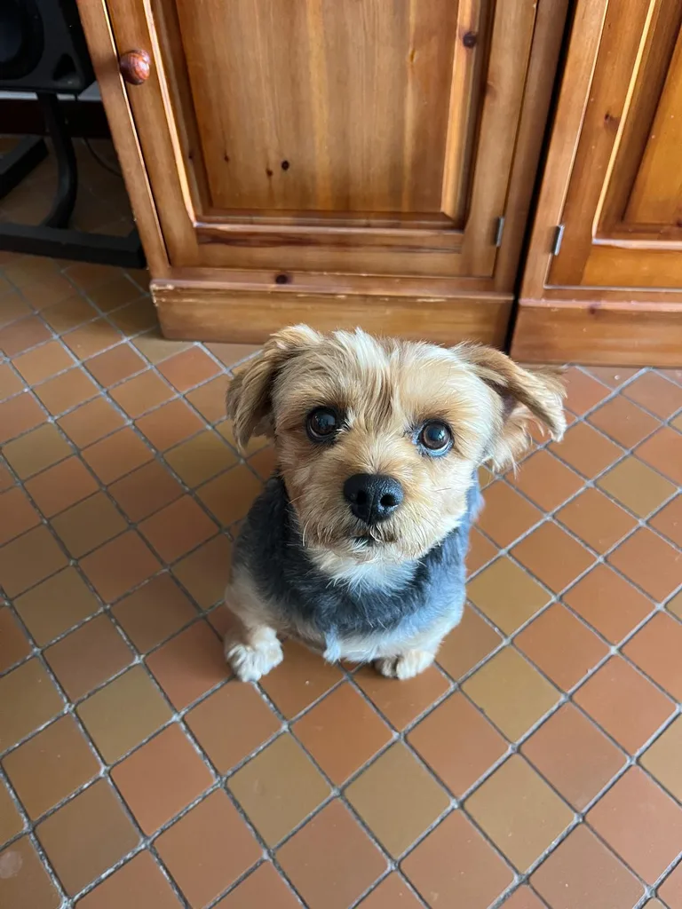 Chien suivi en ostéopathie animale par Iris en Hérault