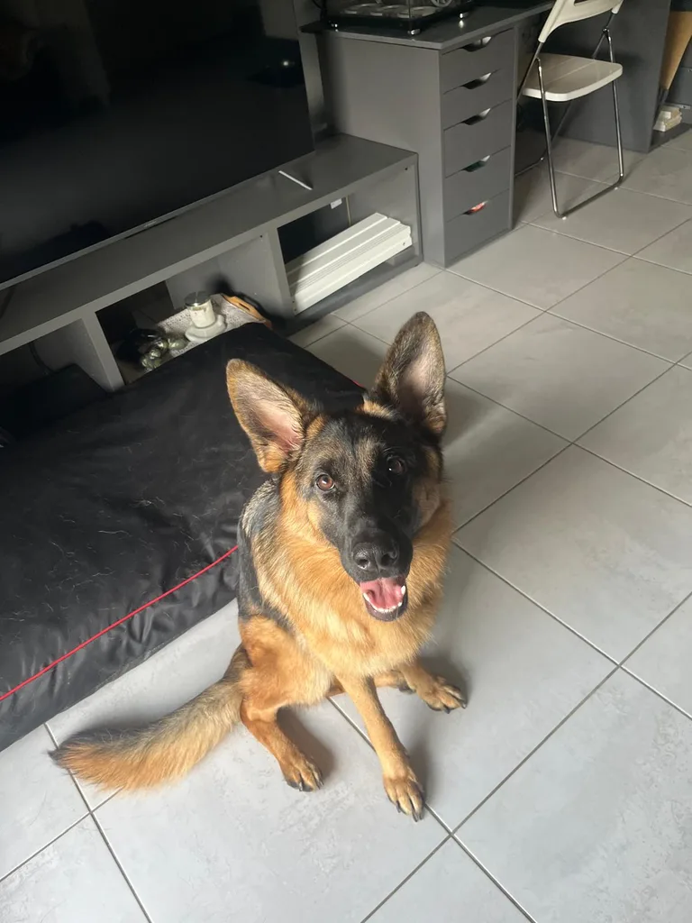 Chien suivi en ostéopathie animale par Iris en Hérault