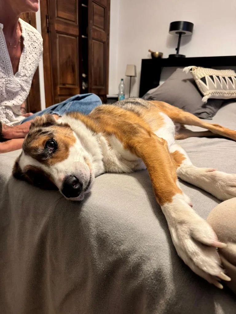 Chien suivi en ostéopathie animale par Iris en Hérault
