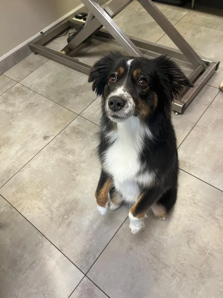 Chien suivi en ostéopathie animale par Iris en Hérault
