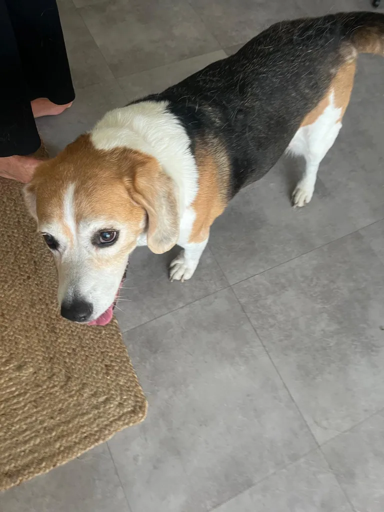 Chien suivi en ostéopathie animale par Iris en Hérault