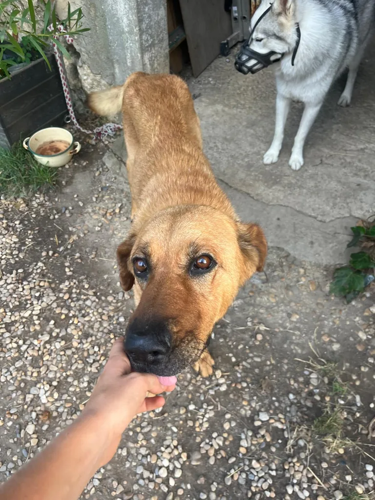 Chien suivi en ostéopathie animale par Iris en Hérault