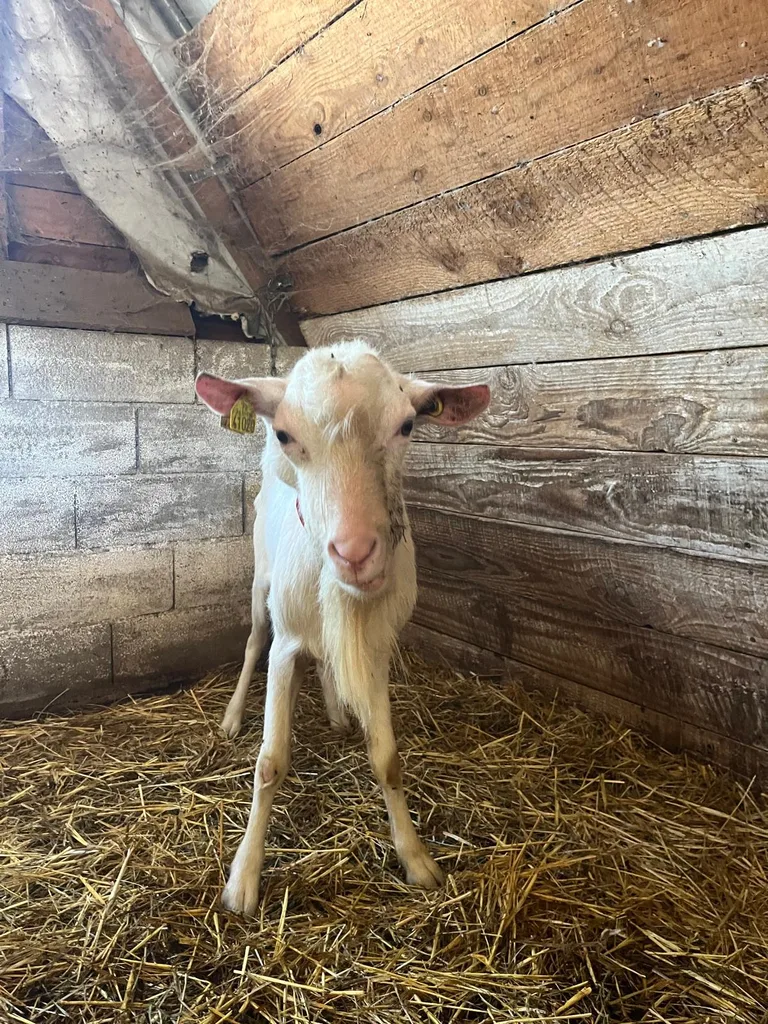 Chien suivi en ostéopathie animale par Iris en Hérault