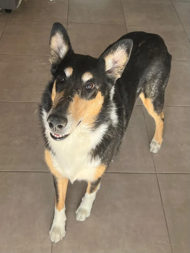 Chien suivi en ostéopathie animale par Iris en Hérault