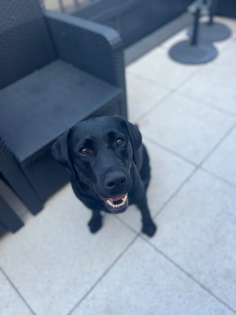 Chien suivi en ostéopathie animale par Iris en Hérault