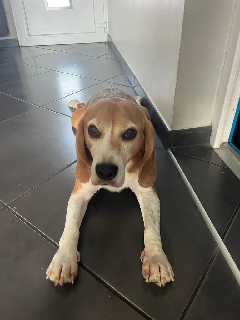 Chien suivi en ostéopathie animale par Iris en Hérault