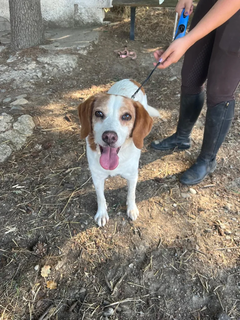 Chien suivi en ostéopathie animale par Iris en Hérault