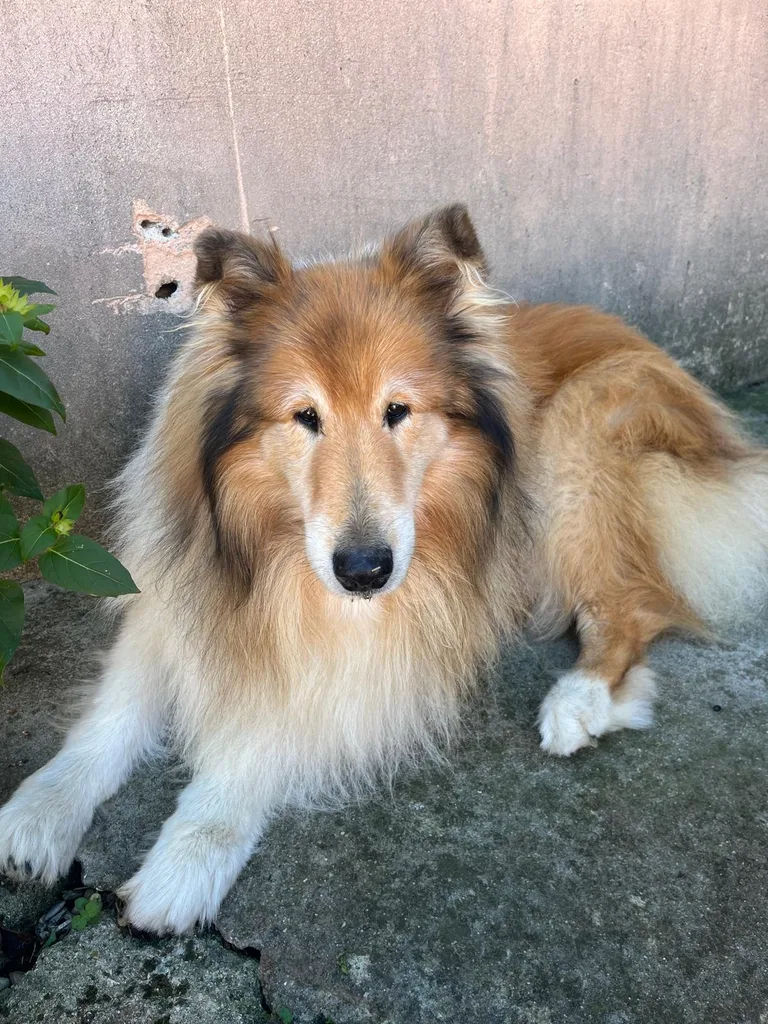 Chien suivi en ostéopathie animale par Iris en Hérault