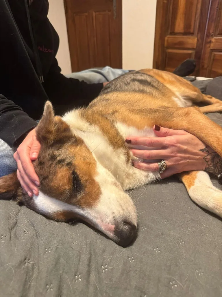 Chien suivi en ostéopathie animale par Iris en Hérault