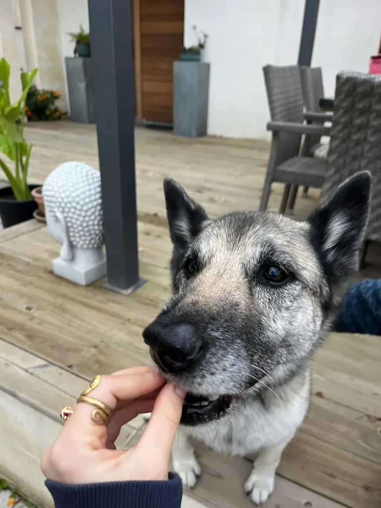 Chien suivi en ostéopathie animale par Iris en Hérault