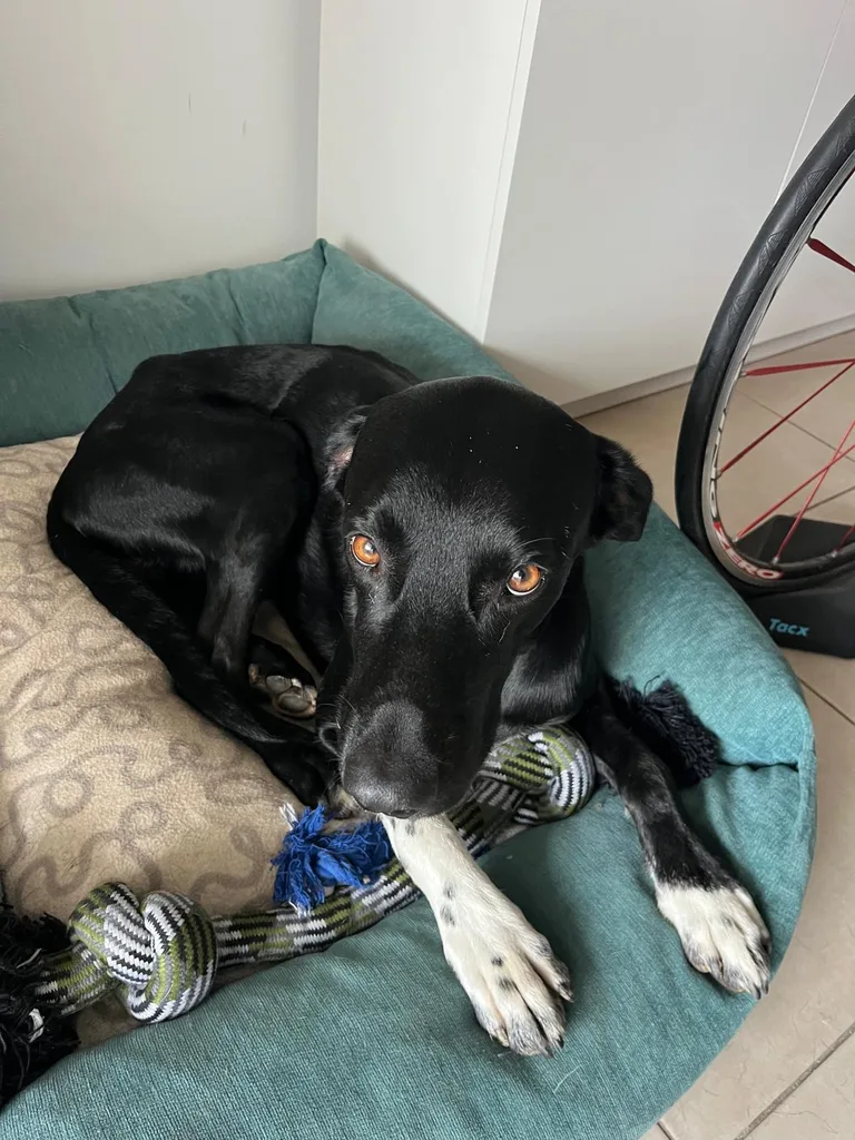 Chien suivi en ostéopathie animale par Iris en Hérault