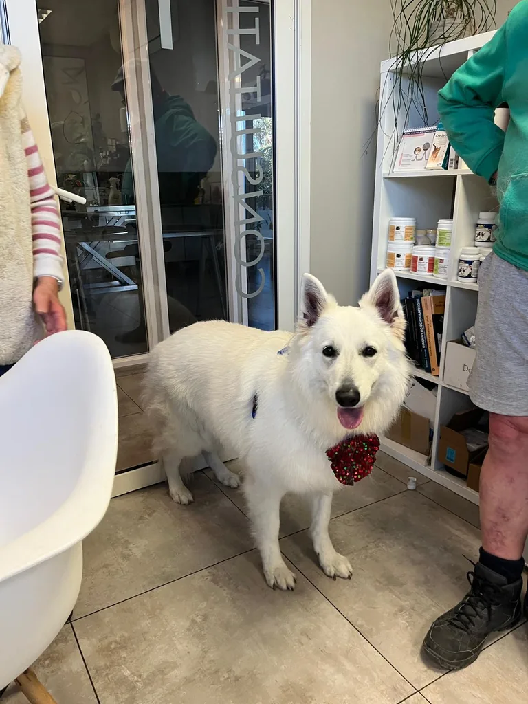 Chien suivi en ostéopathie animale par Iris en Hérault