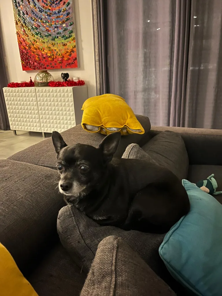 Chien suivi en ostéopathie animale par Iris en Hérault