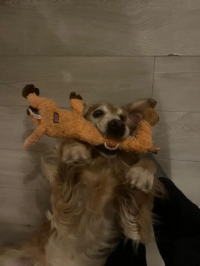 Chien suivi en ostéopathie animale par Iris en Hérault