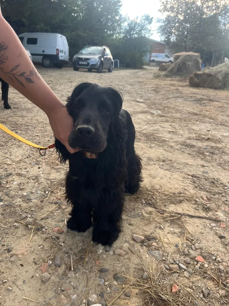 Chien suivi en ostéopathie animale par Iris en Hérault