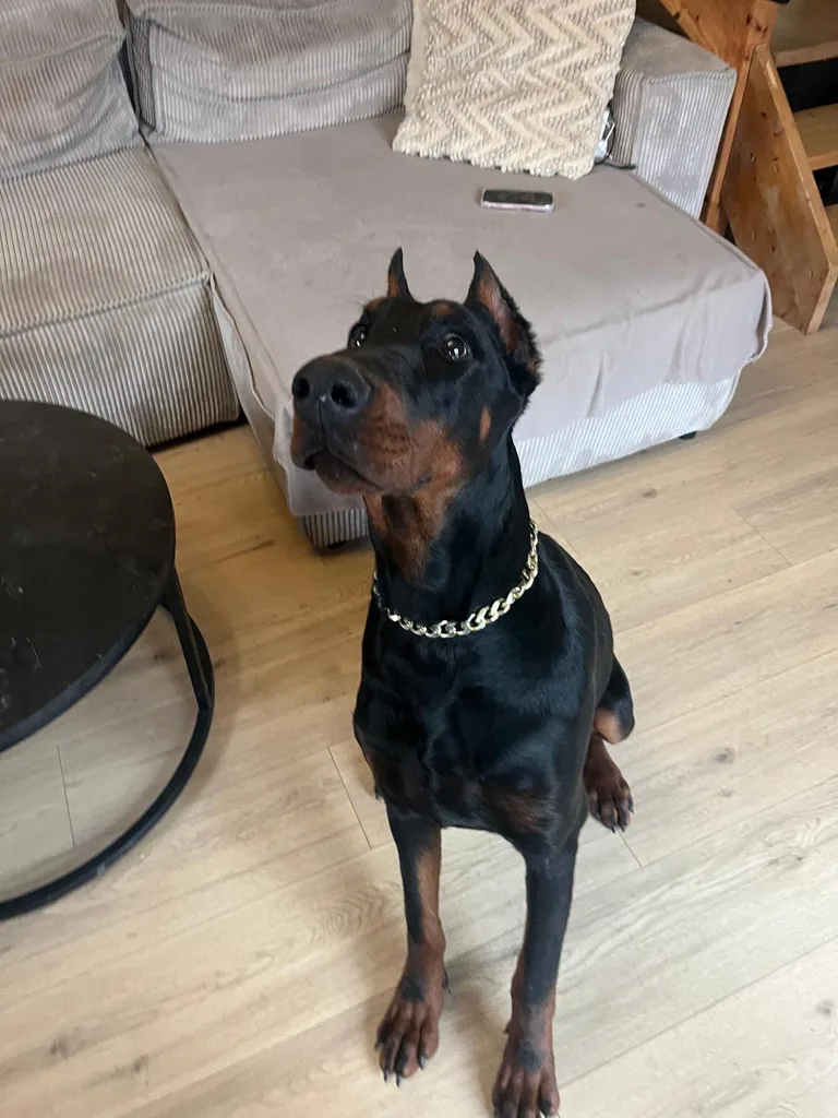 Chien suivi en ostéopathie animale par Iris en Hérault