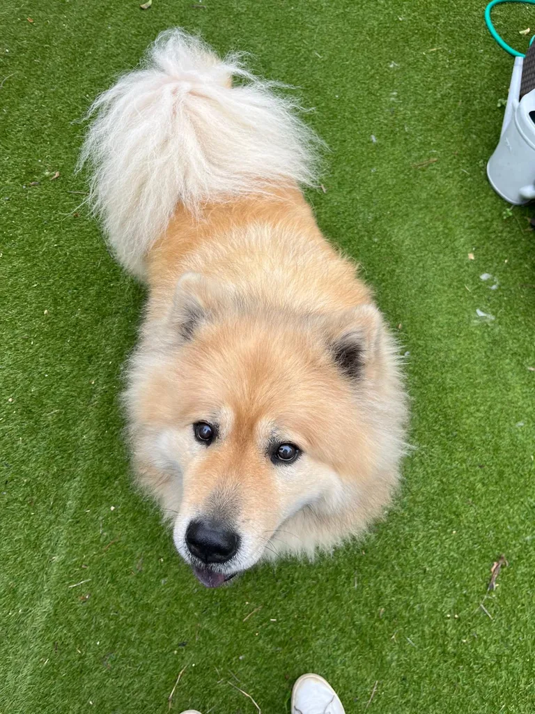 Chien suivi en ostéopathie animale par Iris en Hérault