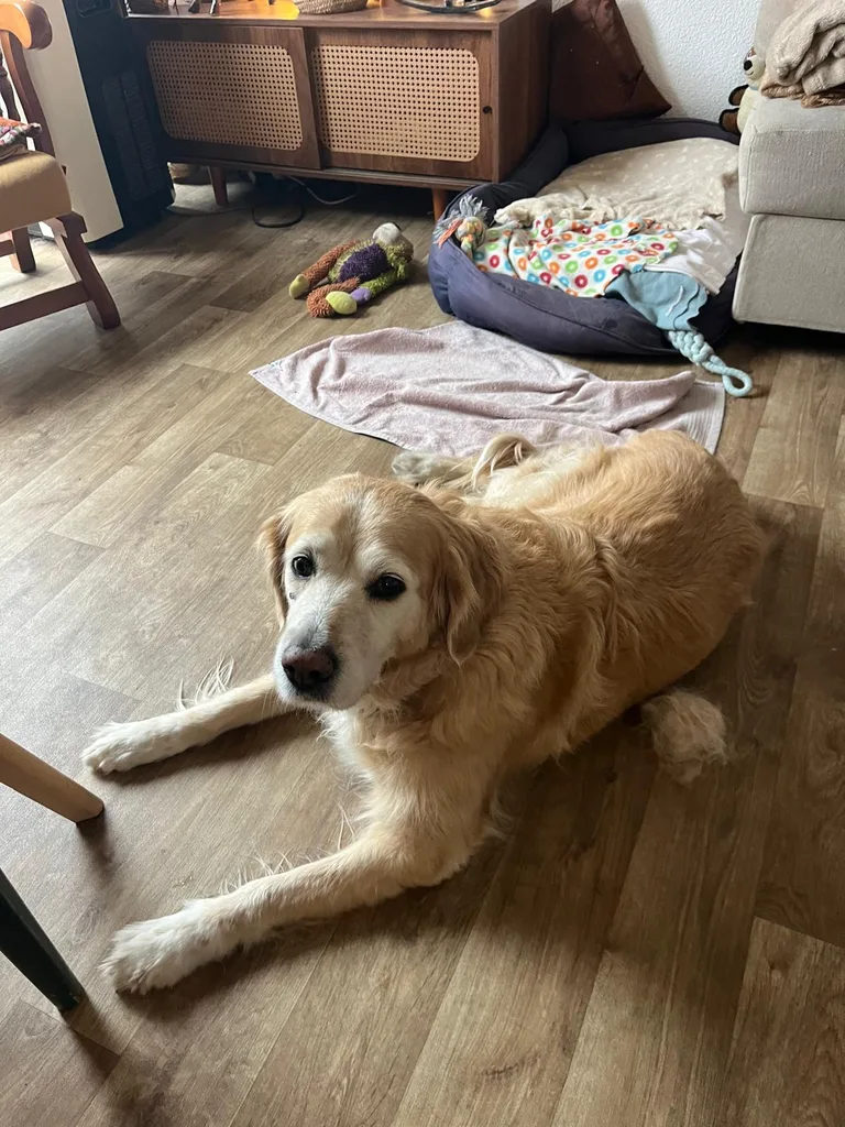 Chien suivi en ostéopathie animale par Iris en Hérault