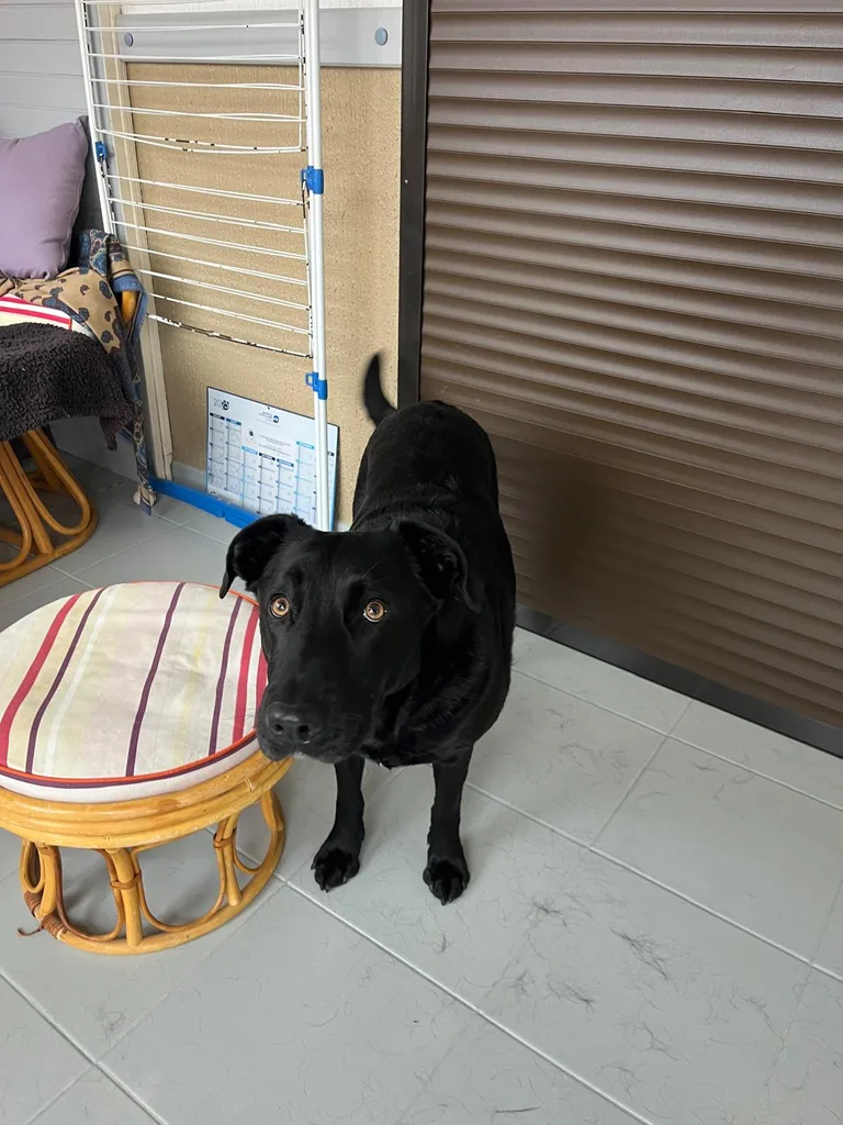 Chien suivi en ostéopathie animale par Iris en Hérault