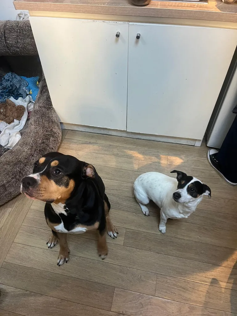 Chien suivi en ostéopathie animale par Iris en Hérault