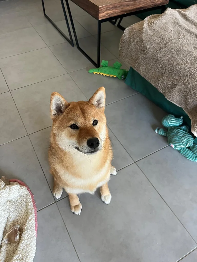 Chien suivi en ostéopathie animale par Iris en Hérault