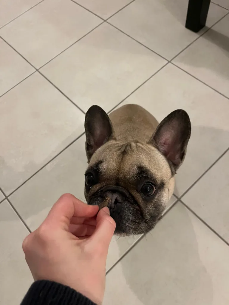 Chien suivi en ostéopathie animale par Iris en Hérault