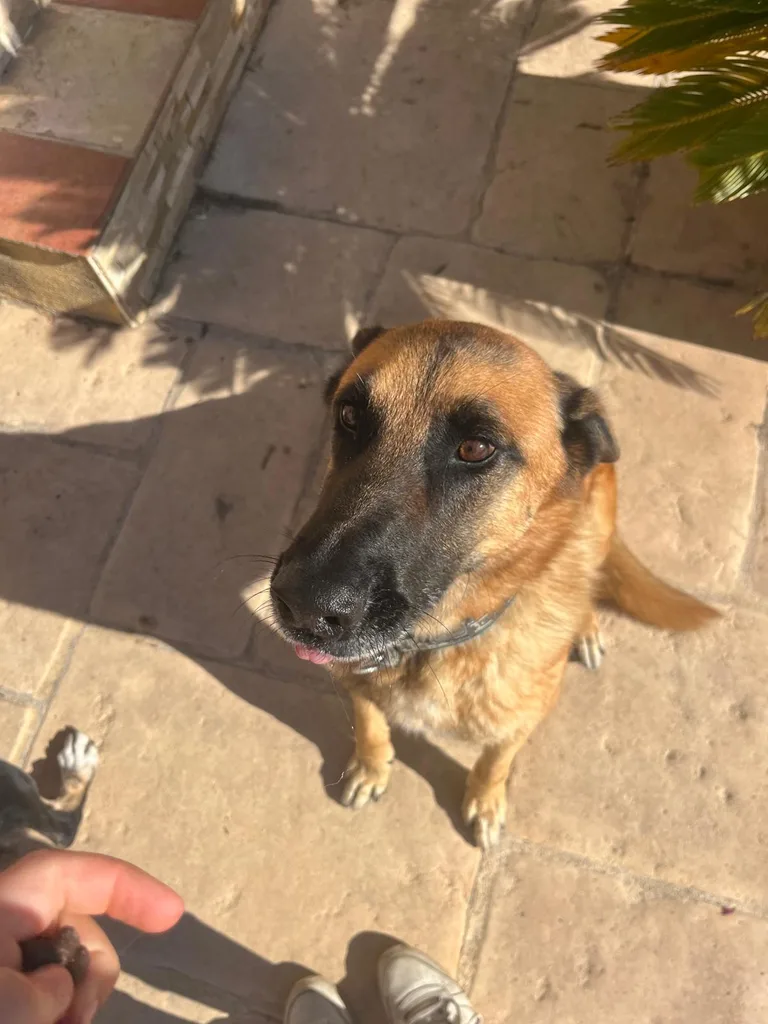 Chien suivi en ostéopathie animale par Iris en Hérault