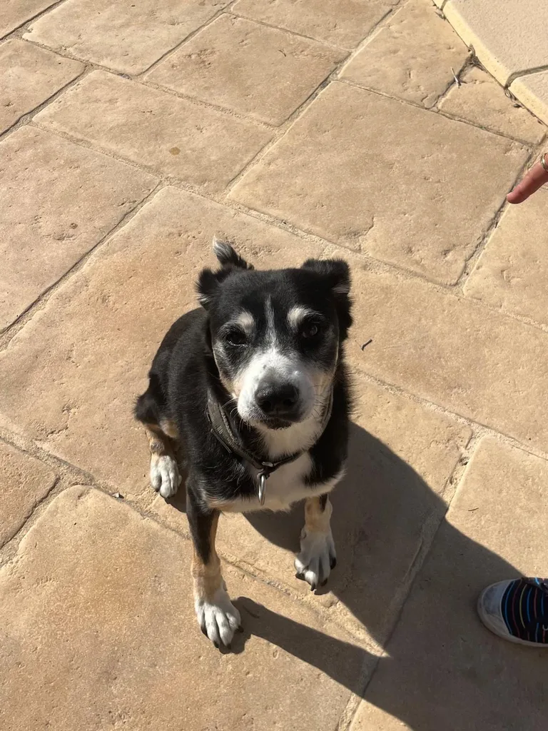 Chien suivi en ostéopathie animale par Iris en Hérault