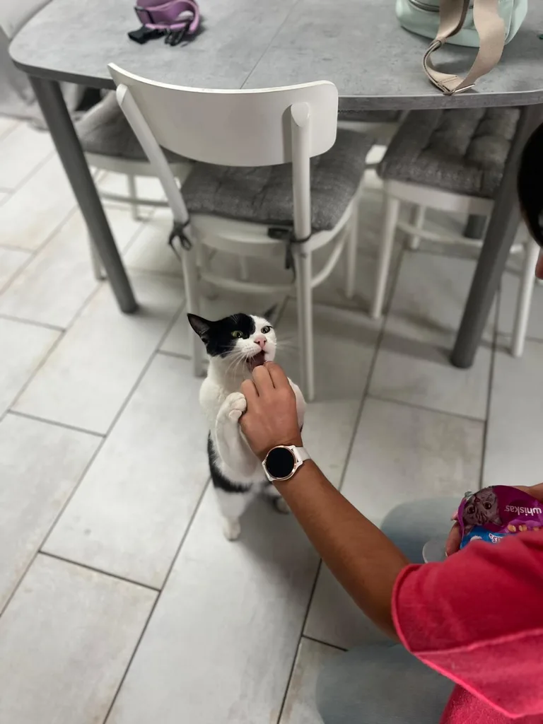 Séance d'ostéopathie animale avec Iris – chat en cours de manipulation