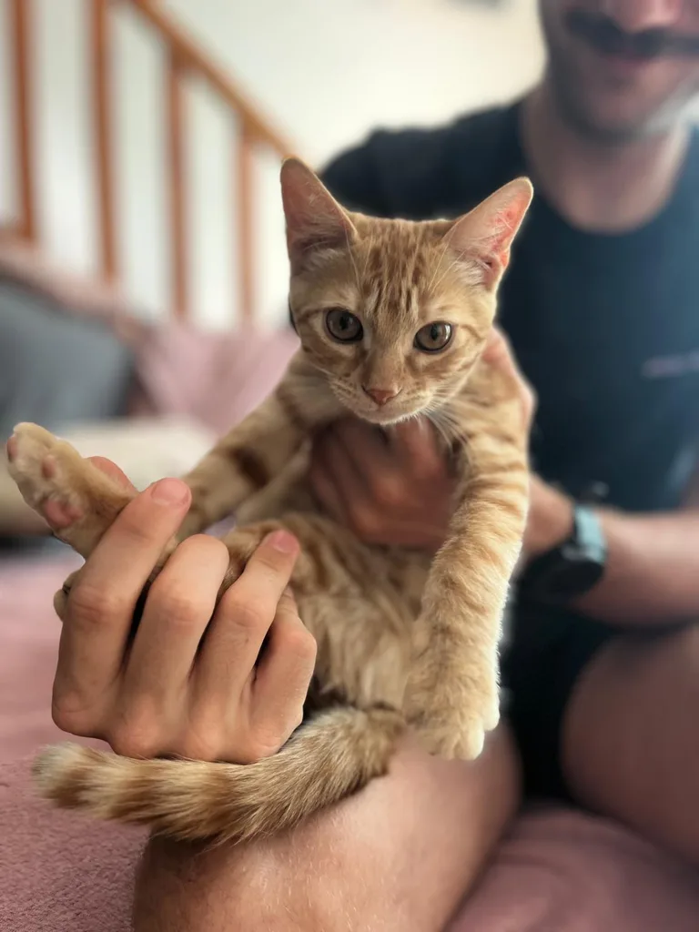 Séance d'ostéopathie animale avec Iris – chat en cours de manipulation