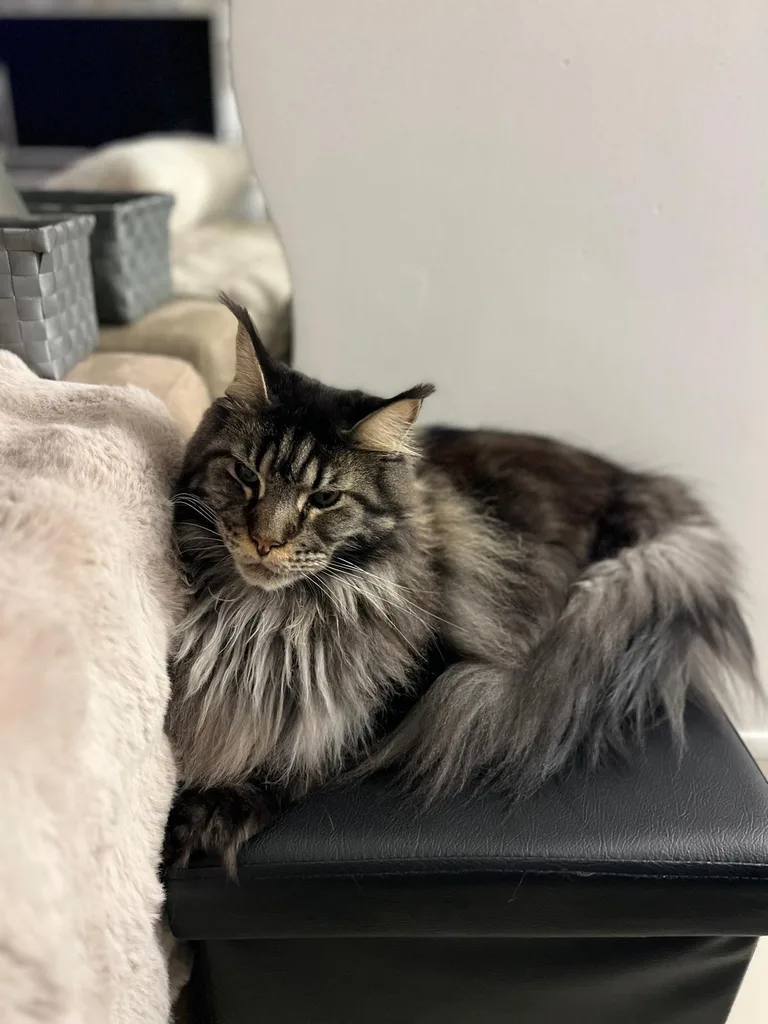 Séance d'ostéopathie animale avec Iris – chat en cours de manipulation