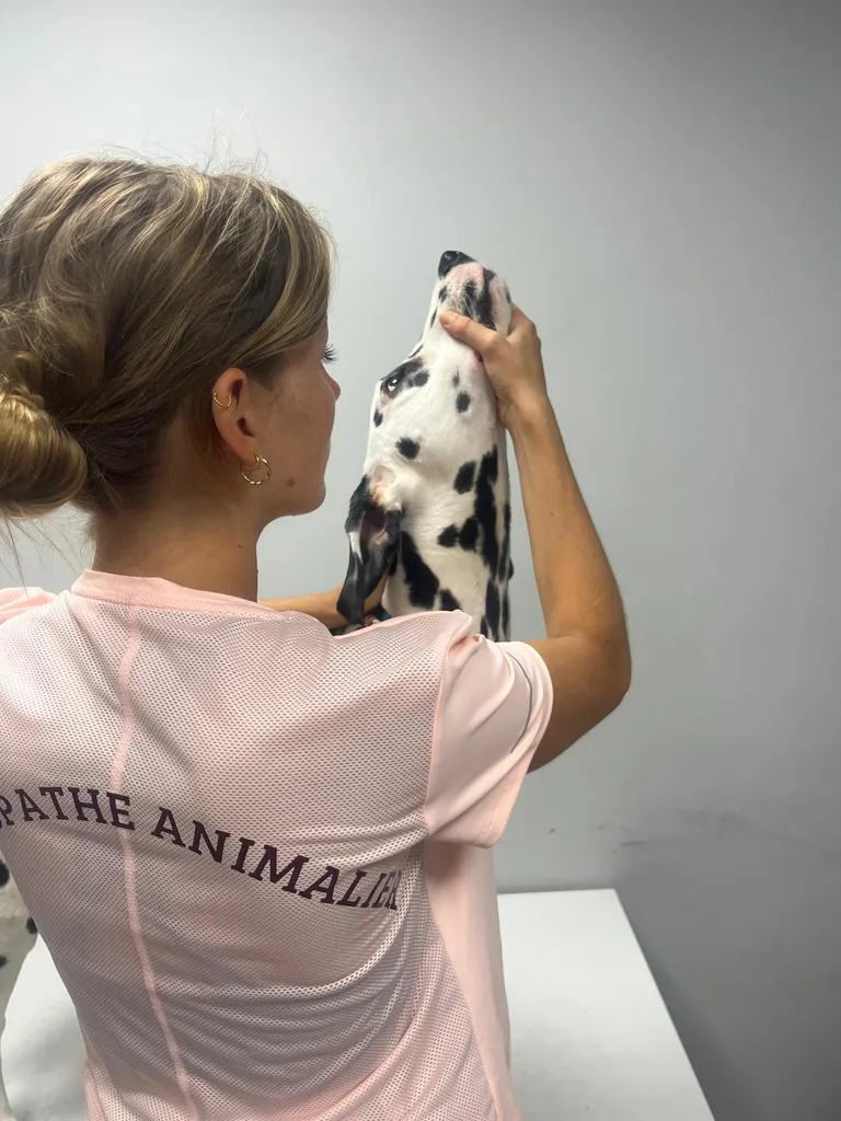 Séance d'ostéopathie animale avec Iris – chat en cours de manipulation