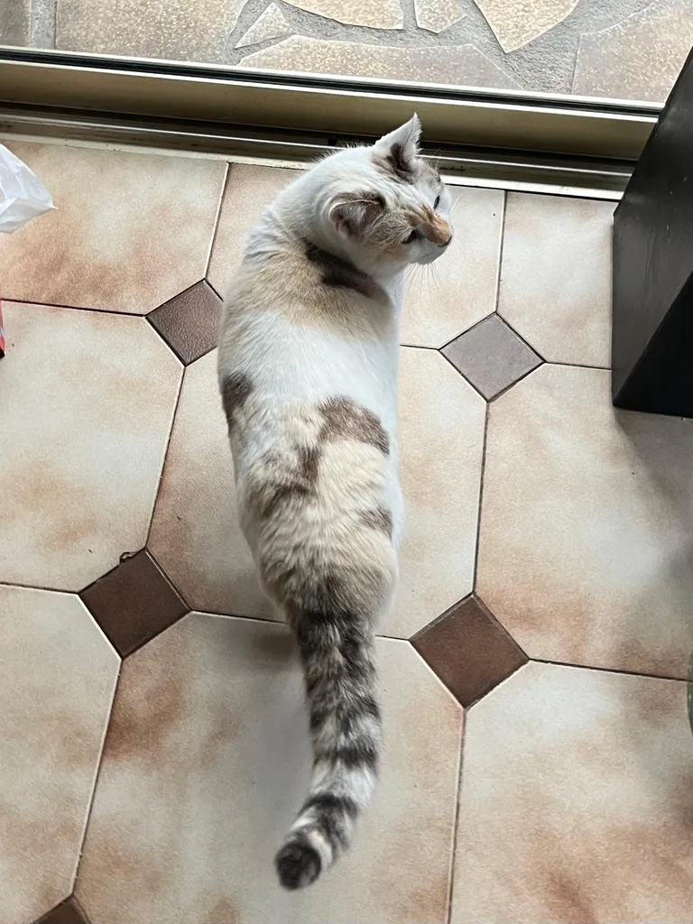 Séance d'ostéopathie animale avec Iris – chat en cours de manipulation