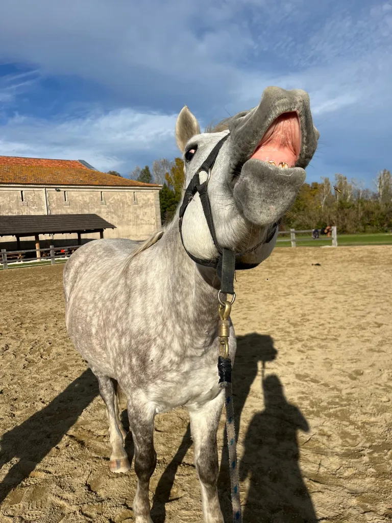 Séance d'ostéopathie animale avec Iris – cheval en cours de manipulation