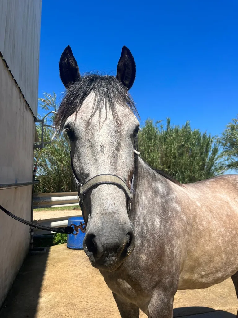 Séance d'ostéopathie animale avec Iris – cheval en cours de manipulation