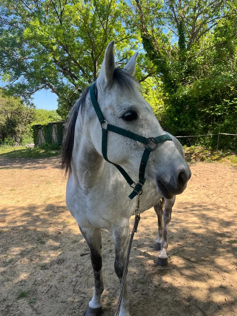 Séance d'ostéopathie animale avec Iris – cheval en cours de manipulation