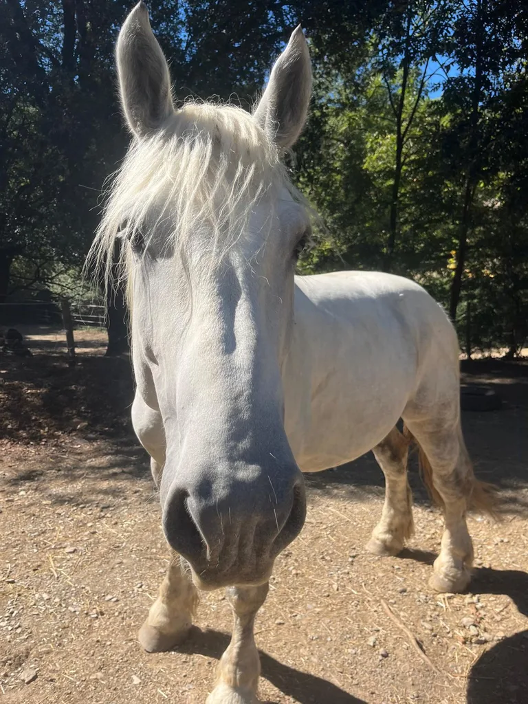 Séance d'ostéopathie animale avec Iris – cheval en cours de manipulation