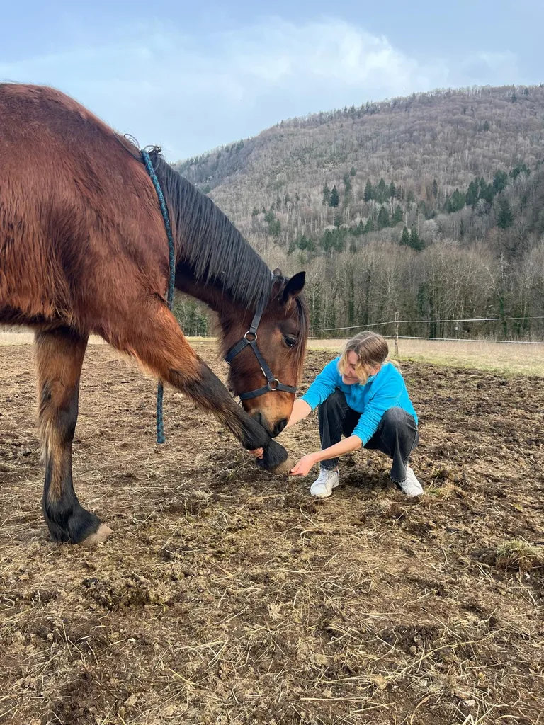 Séance d'ostéopathie animale avec Iris – cheval en cours de manipulation