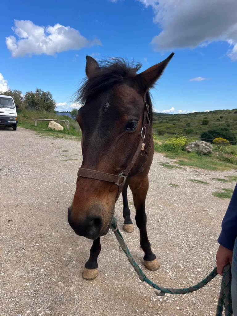 Séance d'ostéopathie animale avec Iris – cheval en cours de manipulation