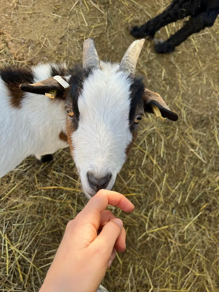 Séance d'ostéopathie animale avec Iris – chèvre en cours de manipulation