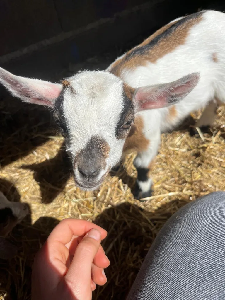 Séance d'ostéopathie animale avec Iris – chèvre en cours de manipulation