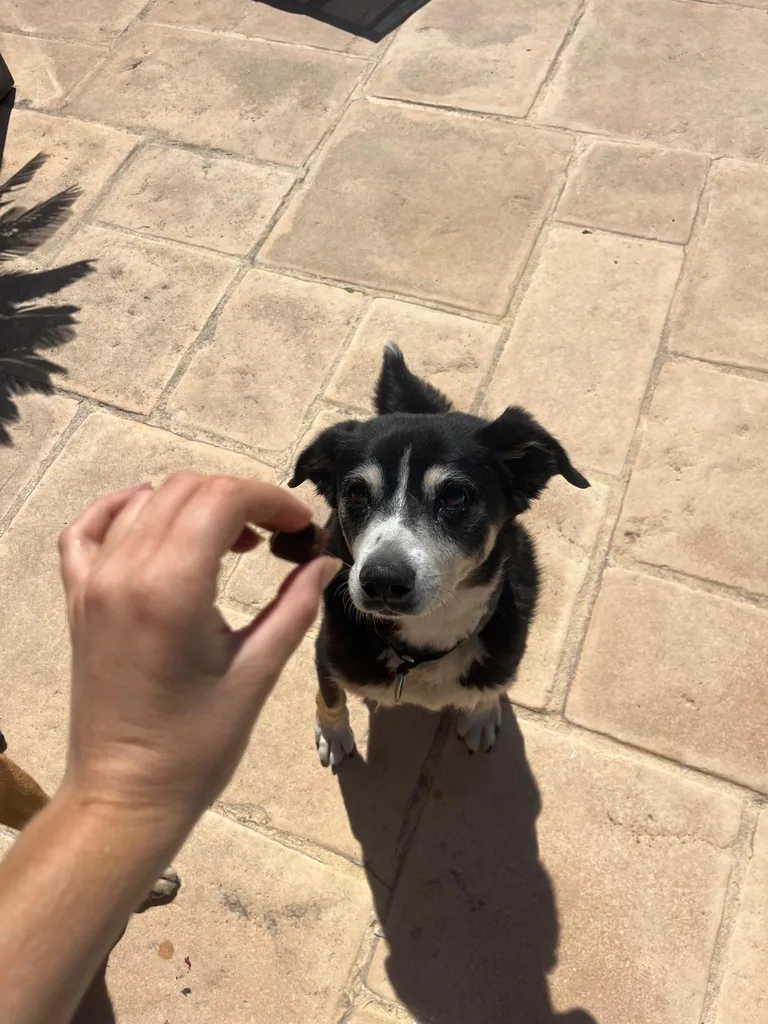 Séance d'ostéopathie animale avec Iris – chien en cours de manipulation