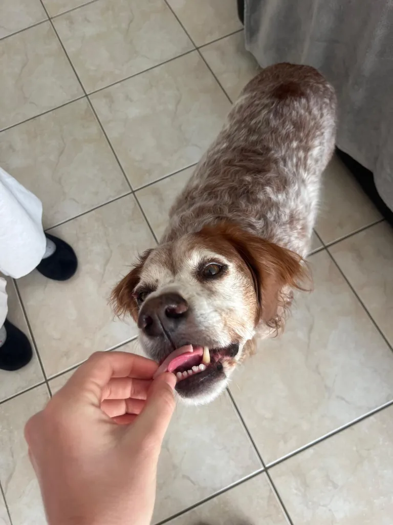 Séance d'ostéopathie animale avec Iris – chien en cours de manipulation