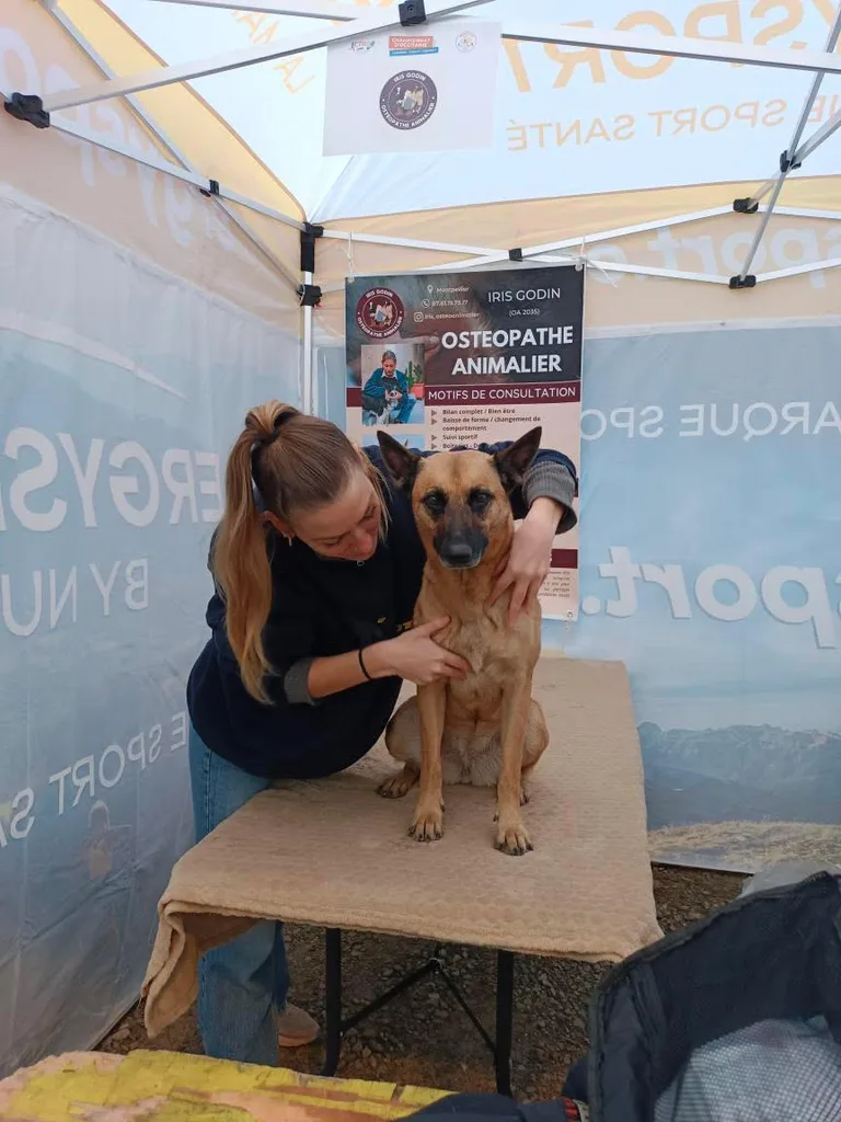 Séance d'ostéopathie animale avec Iris – chien en cours de manipulation