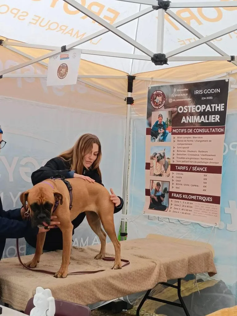 Séance d'ostéopathie animale avec Iris – chien en cours de manipulation