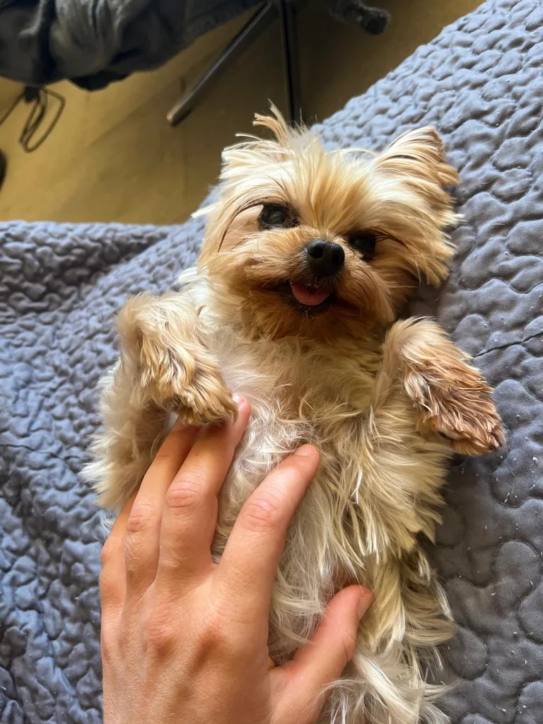 Séance d'ostéopathie animale avec Iris – chien en cours de manipulation